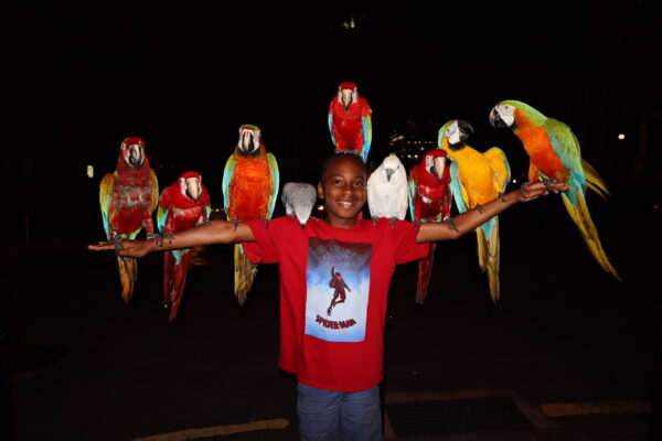 a child surrounded by tropical birds in the Caribbean